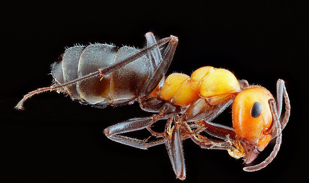Ant Control service in Madera, CA