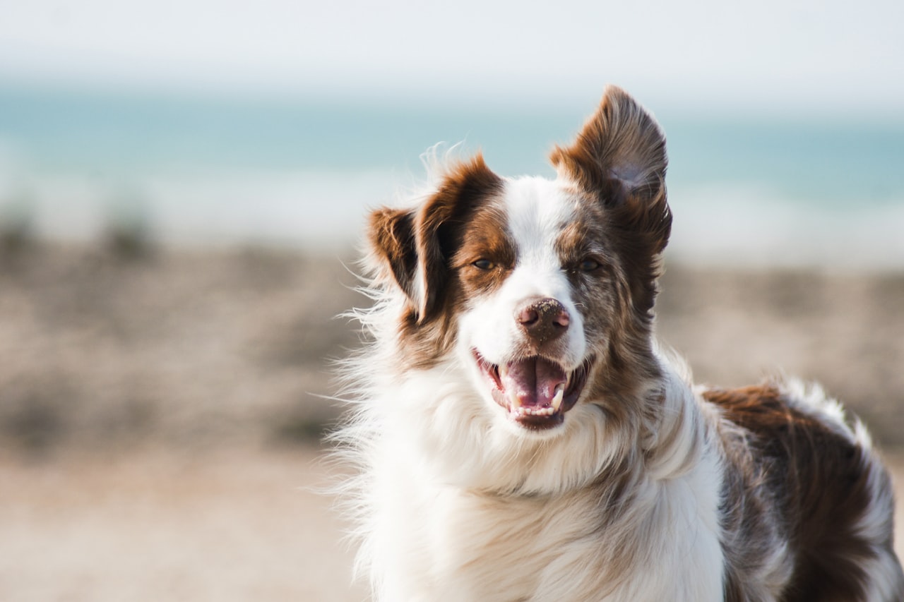 Flea & Tick Control service in Madera, CA