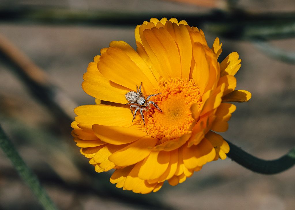 Spider Control service in Madera, CA